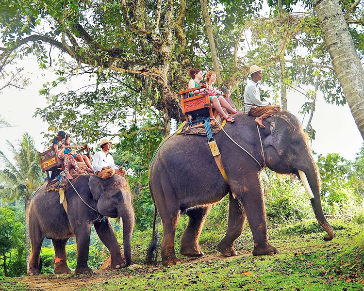 elephant-ride